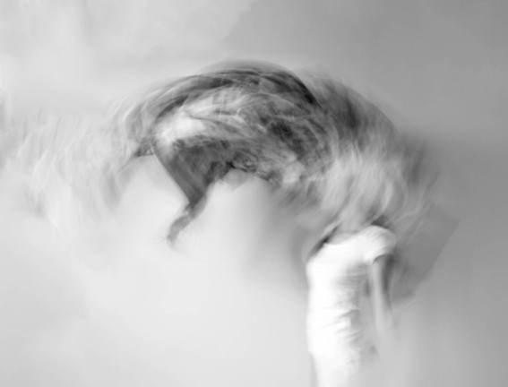 Emotions du vivant