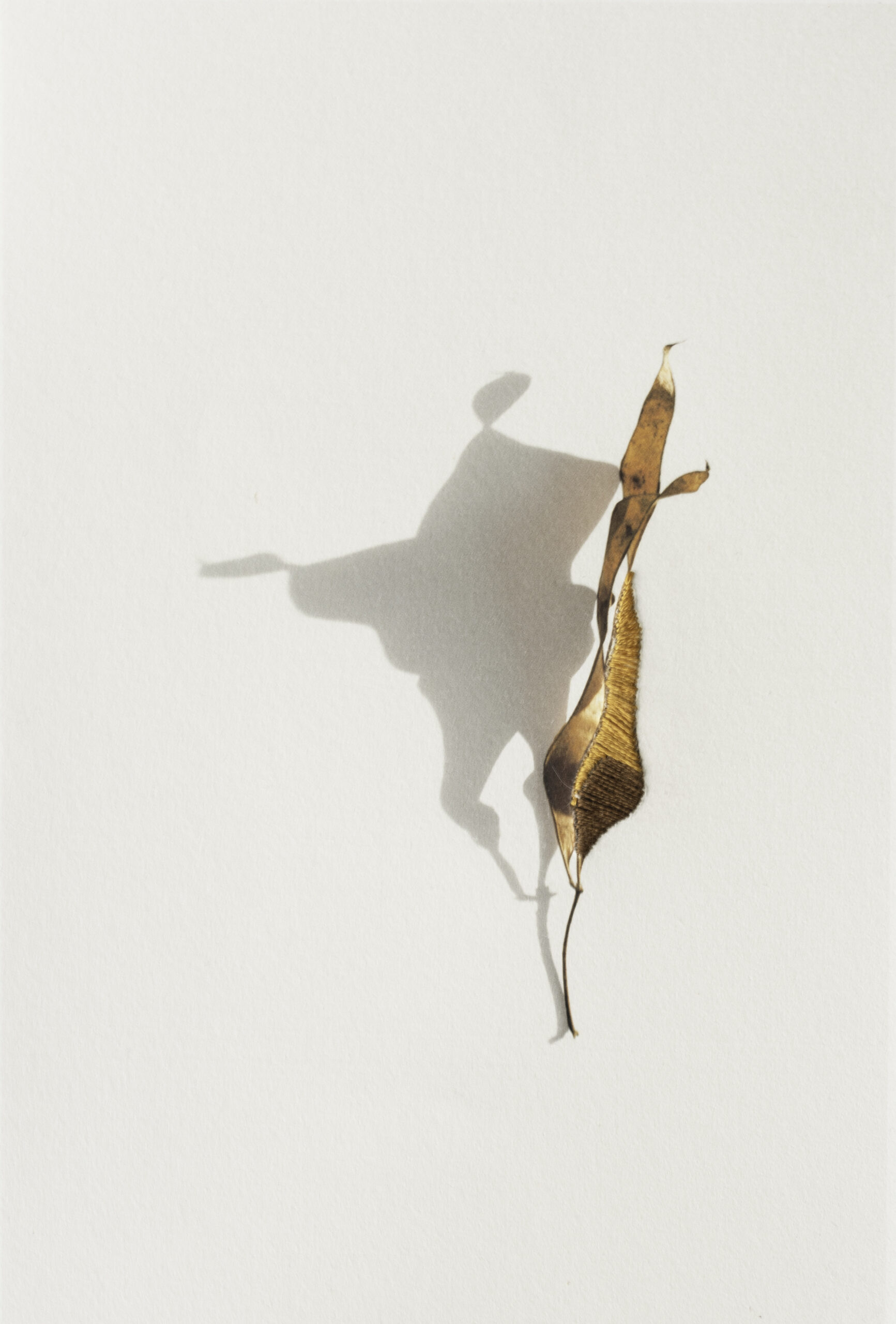 DSC 8205 Modifierweb6